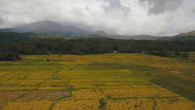 稻田鸟瞰图。菲律宾视频素材