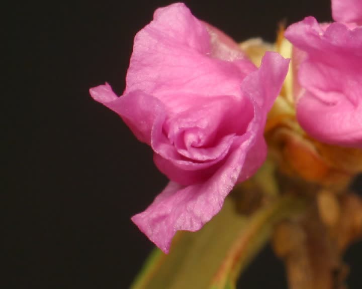 CU T/L杜鹃花蕾绽开粉红色花朵视频素材