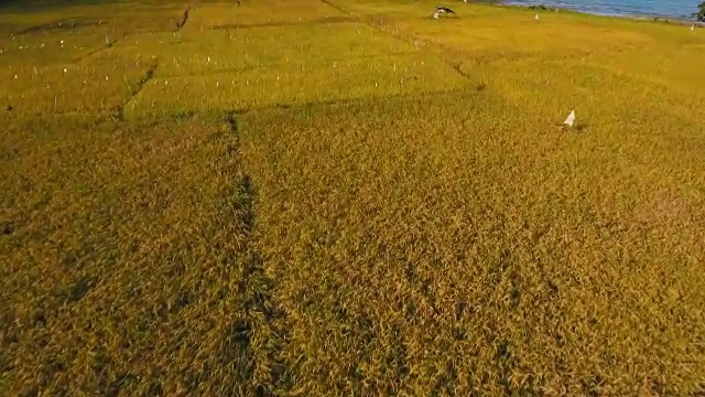 稻田鸟瞰图。菲律宾视频素材