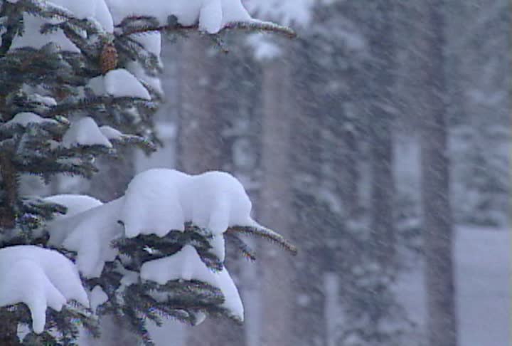 铜雪落在松树林视频素材