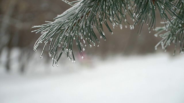 圣诞树背景下的自然雪与轻风在冰柱视频素材