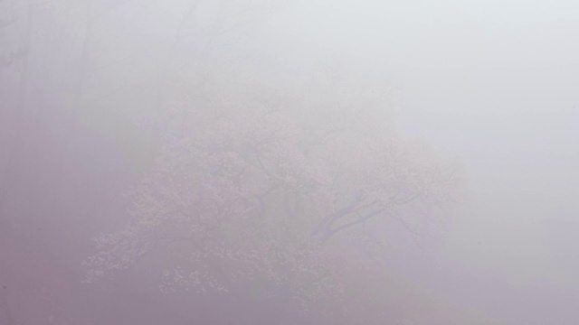 延时拍摄的雨林雾天视频素材