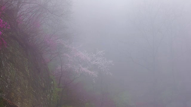 延时拍摄的雨林雾天视频素材