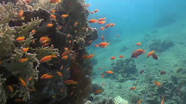 红海的珊瑚礁视频素材