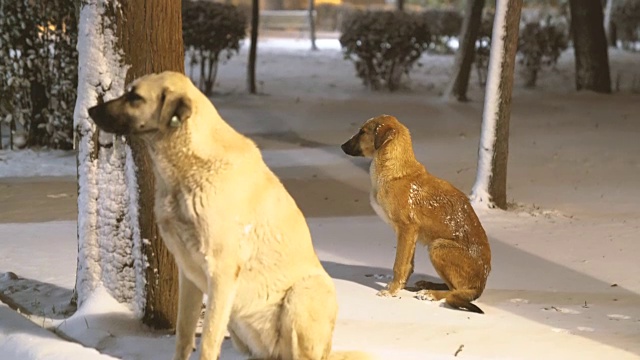 被遗弃的狗在白雪覆盖的公园里受冻视频素材