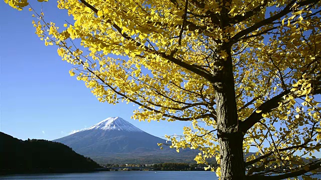 富士山和银杏树视频素材