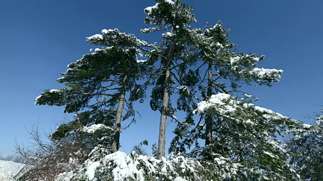 在冬天，一棵树被雪覆盖着。视频下载