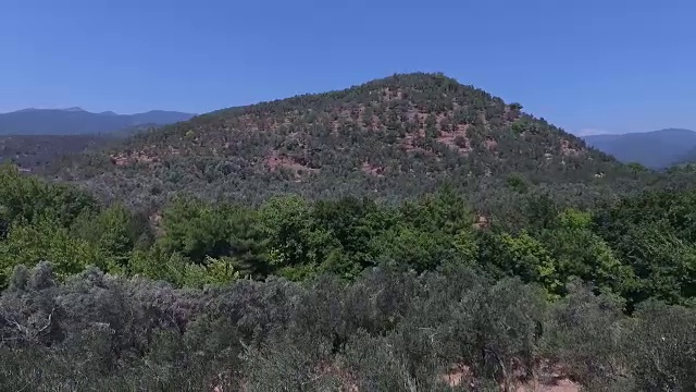 土耳其的艾达山-卡兹达格里。橄榄树的树枝和树叶在风中摆动。橄榄树在风中摇曳。高清1080p无人机镜头视频素材