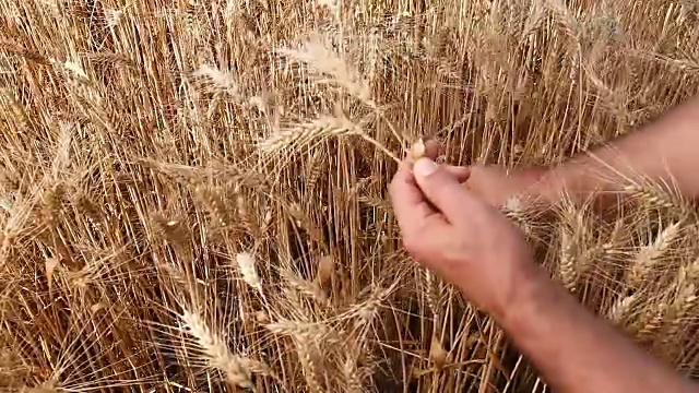 男性的手和成熟的麦穗视频素材