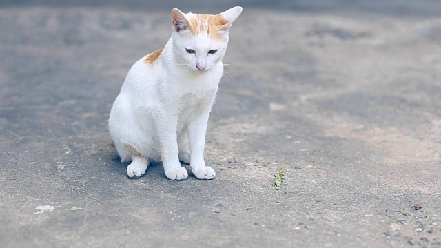 在水泥地板上假装小昆虫的猫。两只猫在水泥地板上玩耍。视频下载