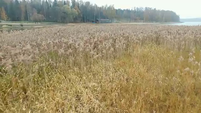 秋天的芦苇湖视频素材