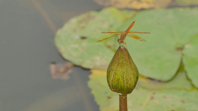 蜻蜓在莲花上休息。视频素材