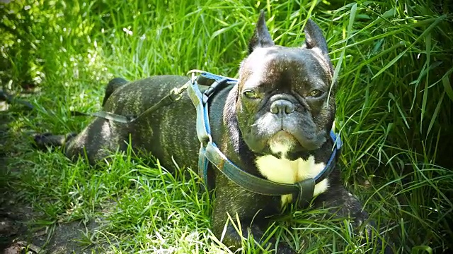 法国斗牛犬躺在绿色的草地上视频素材