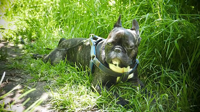 法国斗牛犬躺在绿色的草地上视频素材