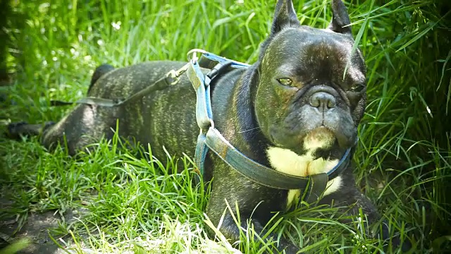 法国斗牛犬躺在绿色的草地上视频素材