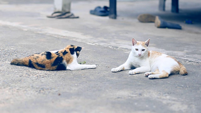 两只猫在水泥地板上假装小虫子。两只猫在水泥地板上玩耍。视频下载