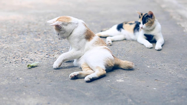 两只猫在水泥地板上假装小虫子。两只猫在水泥地板上玩耍。视频下载