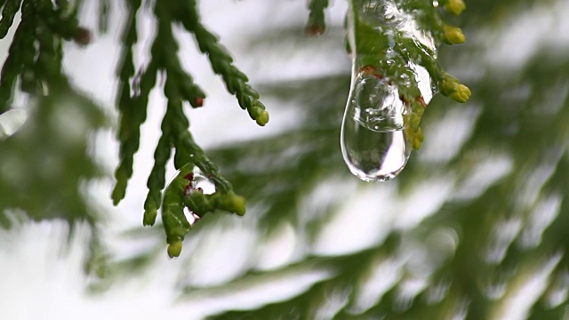 雪在冬日树木的嫩芽上融化。在模糊的树木背景上融化的雪水滴的特写。大自然冬或春的背景。实时全高清视频片段。视频素材