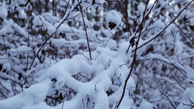 雪中的冬日森林视频素材