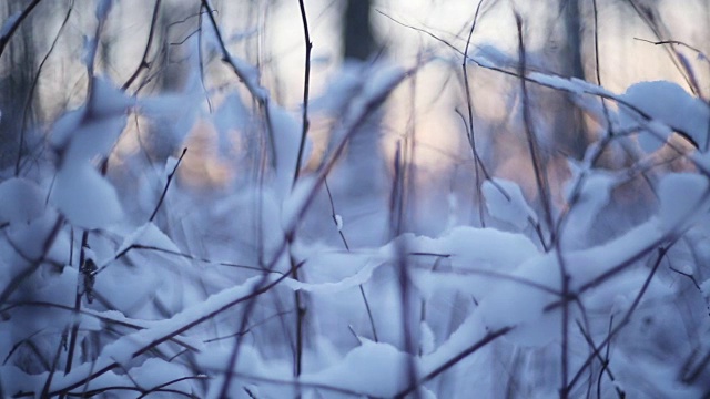 雪中的冬日森林视频下载