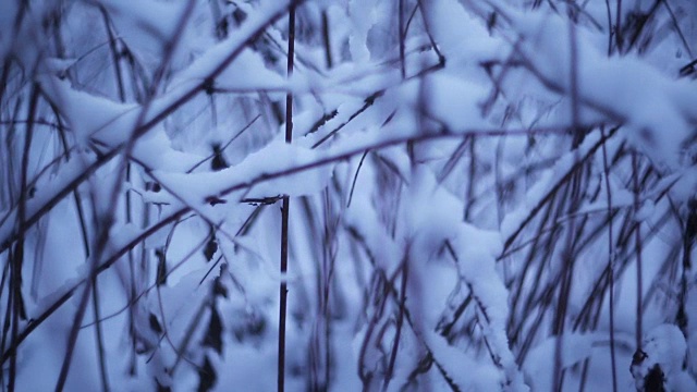 雪中的冬日森林视频下载