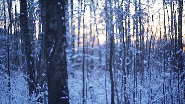 雪中的冬日森林视频素材