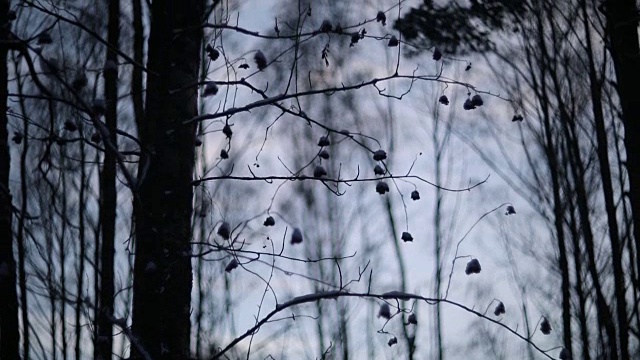 雪中的冬日森林视频素材