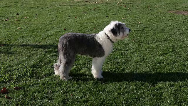 古英国牧羊犬绕着圈走视频下载