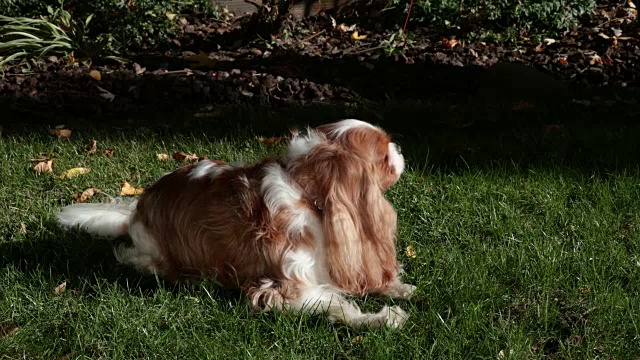 骑士国王查尔斯猎犬视频素材