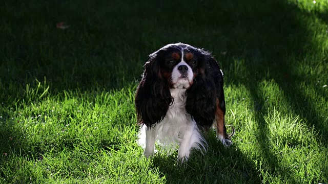 骑士国王查尔斯猎犬视频素材