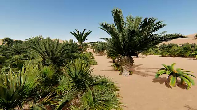 植物在沙漠视频素材