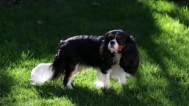 骑士国王查尔斯猎犬视频素材