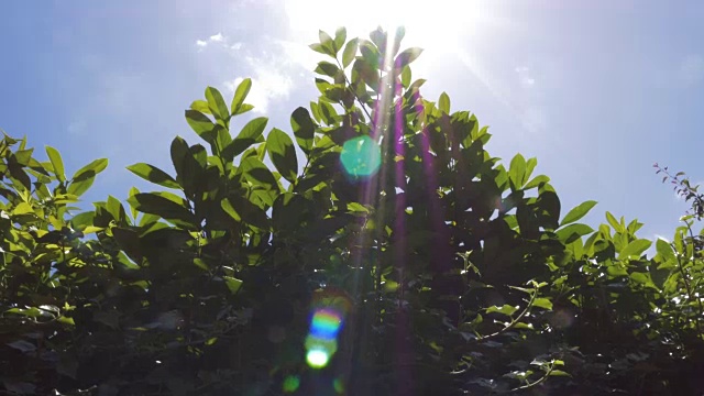 植物的叶子和阳光下的天空视频素材