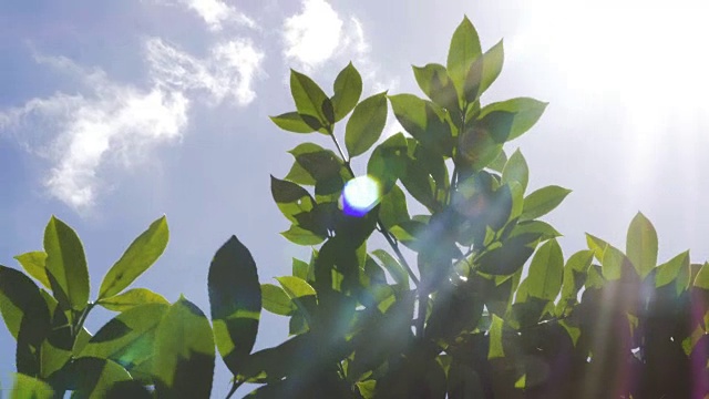 植物的叶子和阳光下的天空视频素材