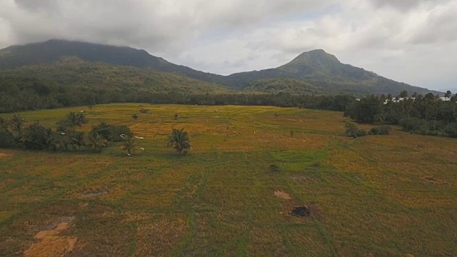 稻田鸟瞰图。菲律宾视频素材