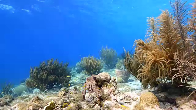 珊瑚礁海景在加勒比海库拉索岛/荷属安的列斯群岛周围视频素材