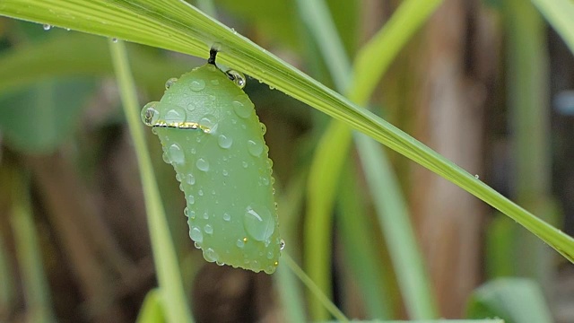 雨后树叶上的蝴蝶蛹。视频素材