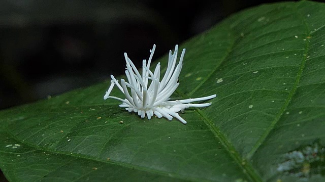 热带雨林中叶子上的榴莲木虱。视频素材