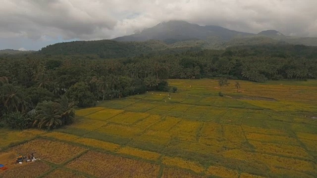 稻田鸟瞰图。菲律宾视频素材