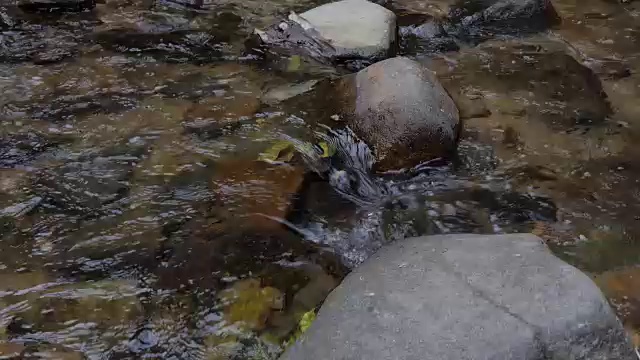 热带雨林中的水流。视频素材