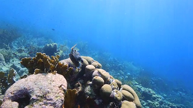 珊瑚礁海景在加勒比海库拉索岛/荷属安的列斯群岛周围视频素材