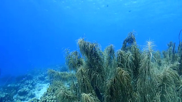 珊瑚礁海景在加勒比海库拉索岛/荷属安的列斯群岛周围视频素材