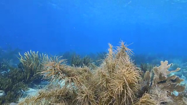 珊瑚礁海景在加勒比海库拉索岛/荷属安的列斯群岛周围视频素材