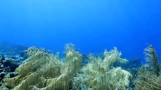 珊瑚礁海景在加勒比海库拉索岛/荷属安的列斯群岛周围视频素材