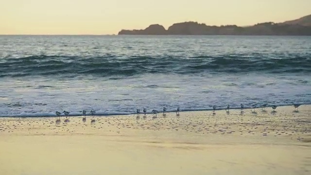 海滩上的一群桑德林鱼视频素材