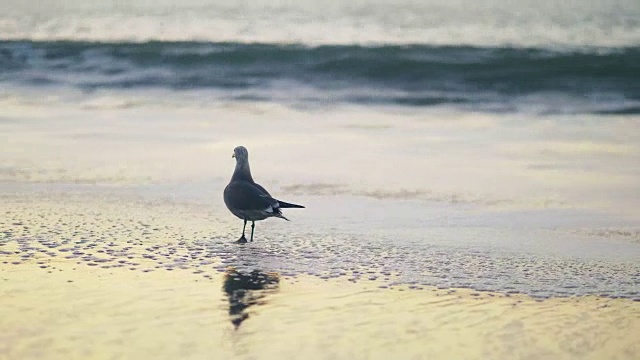 日落时海滩上的海鸥视频素材