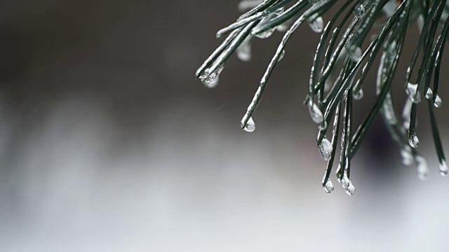 圣诞树背景下的自然雪与轻风在冰柱视频素材