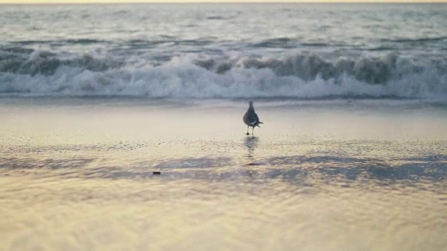 日落时海滩上的海鸥视频素材