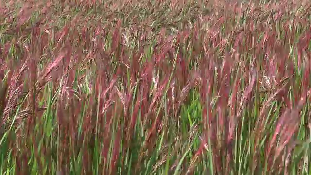 日本吉盛的红色水稻穗视频素材