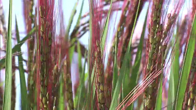 日本吉盛的红色水稻穗视频素材